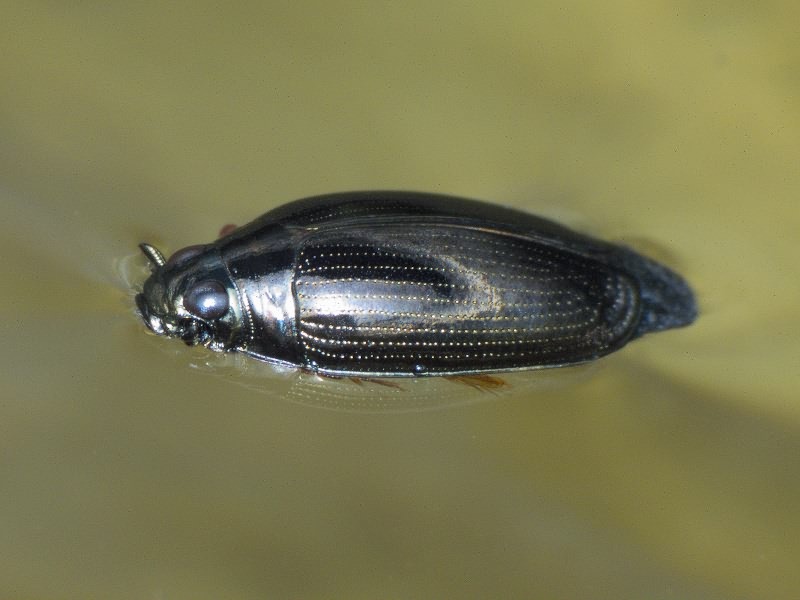 Gyrinus distinctus Aubé, 1838